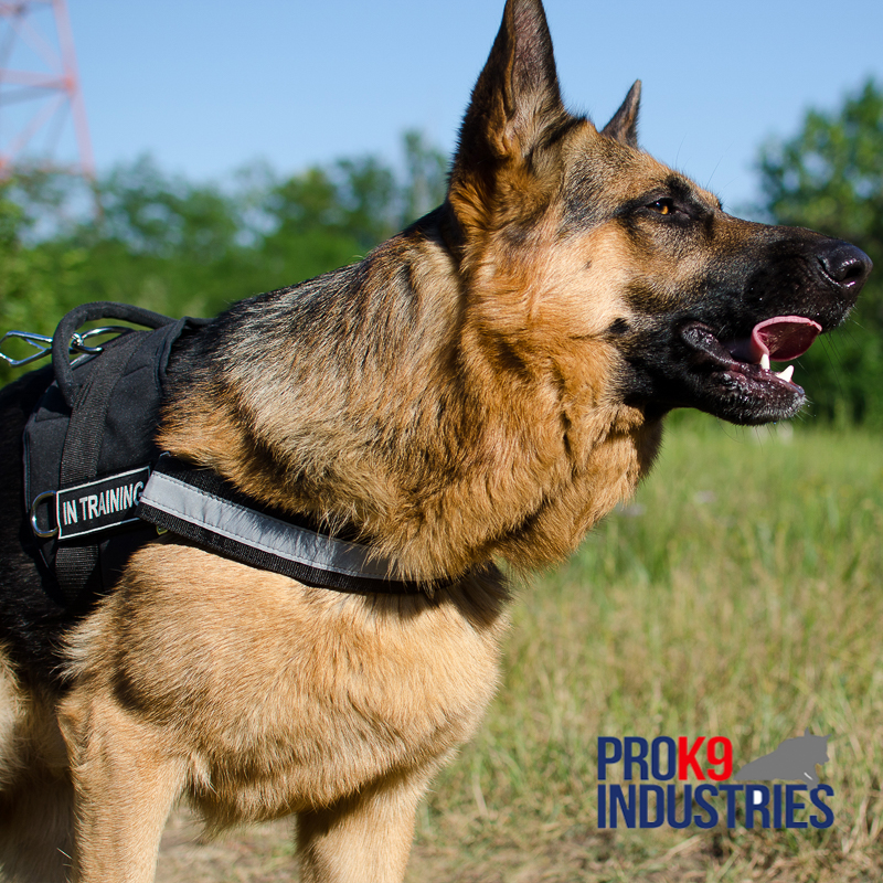 Nylon Dog Harness with Reflective Strap for Training, Walking, Police Service, SAR and More