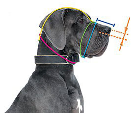 How to measure your Newfoundland's muzzle